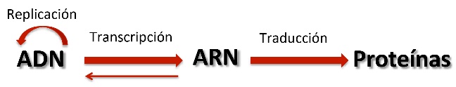 Diagrama de flujo que comienza con el A-D-N y una flecha gruesa que apunta hacia A-R-N etiquetada como Transcripción, y una flecha gruesa que apunta desde A-R-N hacia Proteína etiquetada como Traducción. Hay una pequeña flecha que apunta de vuelta hacia A-D-N y una flecha arqueada sobre A-D-N etiquetada como Replicación. 