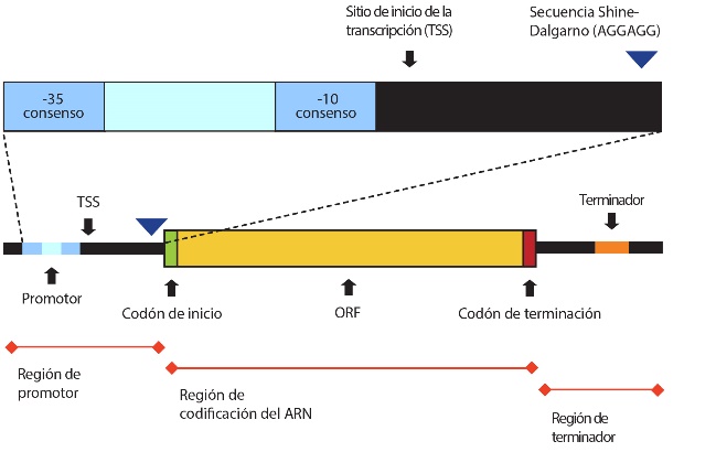 Ilustración más detallada de la estructura de un gen con la región del promotor expandida para mostrar las franjas azules como consenso -35 y consenso -10, y el área negra junto a las franjas azules como sitio de inicio de la transcripción y el extremo del área negra como la secuencia Shine-Dalgarno con la secuencia A-G-G-A-G-G. La forma rectangular amarilla etiquetada como O-R-F tiene una franja verde a la izquierda etiquetada como Codón de inicio y una franja roja a la derecha etiquetada como Codón de terminación. La franja naranja en la sección negra a la derecha de O-R-F está etiquetada como Terminador.