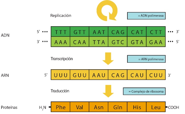 Ilustración detallada de tres filas etiquetadas como A-D-N, A-R-N y Proteína, y en cada fila se ilustran las secuencias de A-D-N, A-R-N y proteínas. Hay una flecha en forma de círculo encima de la secuencia de A-D-N etiquetada como Replicación y A-D-N polimerasa. Hay una flecha desde la secuencia de A-D-N hacia la secuencia de A-R-N etiquetada como Transcripción y A-R-N polimerasa. Hay una flecha desde la secuencia de A-R-N hacia la secuencia de proteínas etiquetada como Traducción y Complejo de ribosoma.