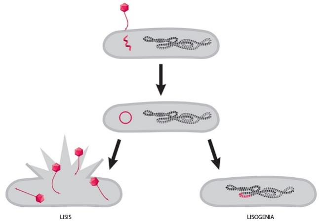 Un diagrama de flujo de cuatro fases ilustradas que representan las dos vías de un fago temperado. Se muestra un fago rojo inyectando ADN lineal rojo en una célula con ADN enroscado, con una flecha que apunta a la siguiente fase en la que el ADN rojo es circular dentro de la célula. Luego, dos flechas apuntan a dos fases diferentes. En una fase, cuatro fagos rojos estallan fuera de una célula. En la otra fase, el ADN rojo pasa a formar parte del ADN enroscado de una célula intacta.