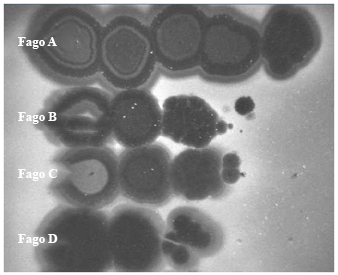 Imagen de cuatro filas etiquetadas como fagos A a D. El fago A muestra cinco grandes manchas oscuras. Los fagos B y C muestran tres grandes manchas oscuras y una muy pequeña. Y el fago D muestra dos grandes manchas oscuras y una más pequeña.