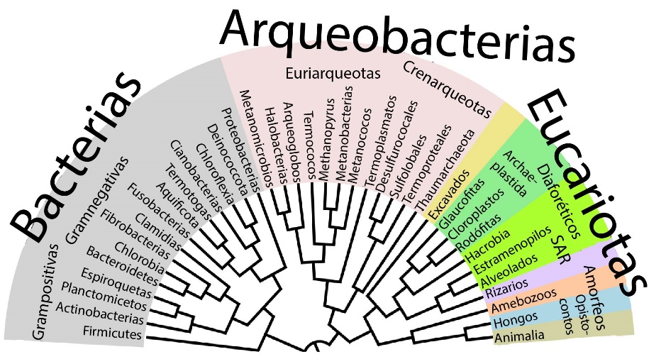 Diagrama de un árbol filogenético que muestra las relaciones evolutivas de las secuencias de ARN ribosómico de bacterias, arqueas y eucariotas.