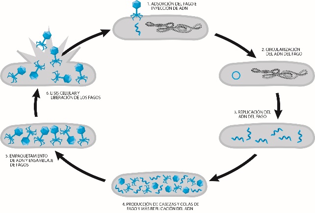Diagrama circular con 6 fases ilustradas con flechas que apuntan de la fase 1 a la 2, de la 2 a la 3, de la 3 a la 4, de la 4 a la 5, de la 5 a la 6 y de la 6 a la 1. Los fagos están etiquetados como 1. adsorción de fago e inyección de ADN, 2. circularización de ADN del fago, 3. replicación de ADN del fago, 4. producción de cabezas y colas de fago y más replicación de ADN, 5. empaquetamiento de ADN y ensamblaje del fago, 6. lisis celular y liberación del fago