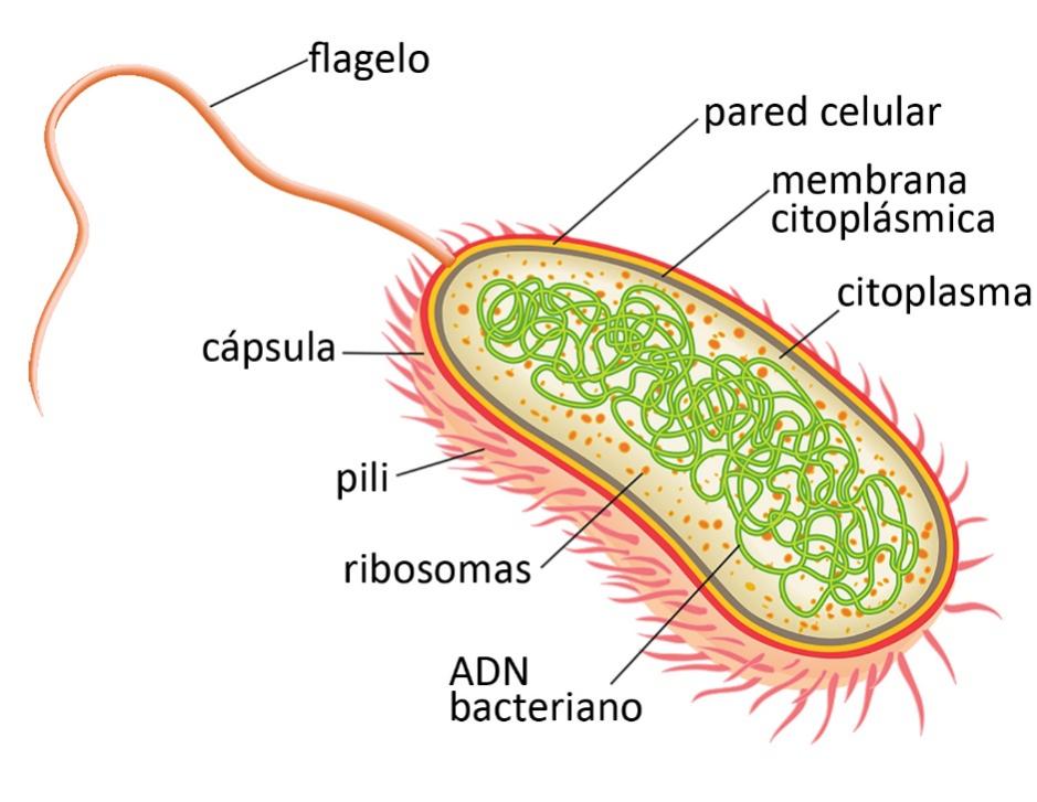 Ilustración de un diagrama ovalado con capilares que sobresalen alrededor del borde etiquetados como pili y una cola larga que se extiende desde un extremo etiquetada como flagelo. El exterior del óvalo tiene tres capas: la externa está etiquetada como cápsula, la central como pared celular y la interior como membrana citoplásmica. El medio dentro del óvalo está etiquetado como citoplasma. Los puntos rojos dentro del óvalo están etiquetados como ribosomas y las estructuras verdes enredadas similares a cuerdas, como ADN bacteriano. 