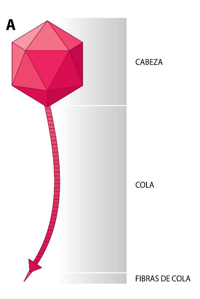 Ilustración de un fago con una cabeza geométrica multifacética con una hebra larga que se extiende por debajo etiquetada como cola y una forma cónica en la parte inferior de etiquetada como fibras de la cola.