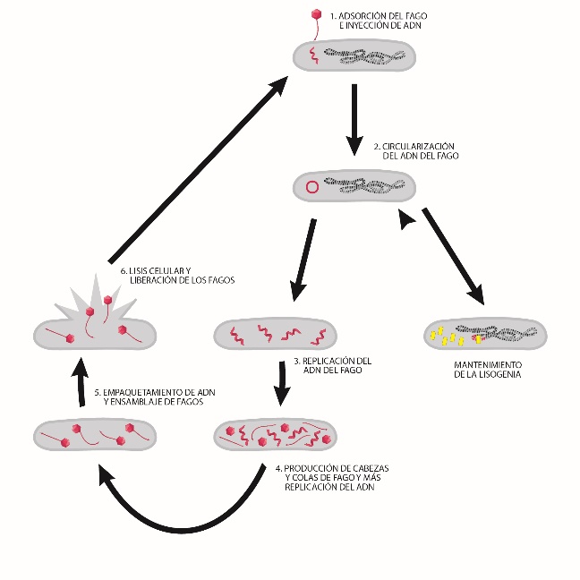 Un diagrama de flujo alternativo con siete fases ilustradas que describen el ciclo de vida de un fago temperado: 1. adsorción del fago e inyección de ADN, 2. circularización del ADN del fago. Una vía alternativa fuera del ciclo de vida conduce al mantenimiento de la lisogenia. 3. replicación de ADN del fago, 4. producción de cabezas y colas del fago y más replicación de ADN, 5. empaquetamiento de ADN y ensamblaje del fago, 6. lisis celular y liberación del fago. Flechas que apuntan de la fase 1 a la 2, de la 2 a la 3 y al mantenimiento de la lisogenia, de la 3 a la 4, de la 4 a la 5, de la 5 a la 6 y de la 6 de vuelta a la 1.
