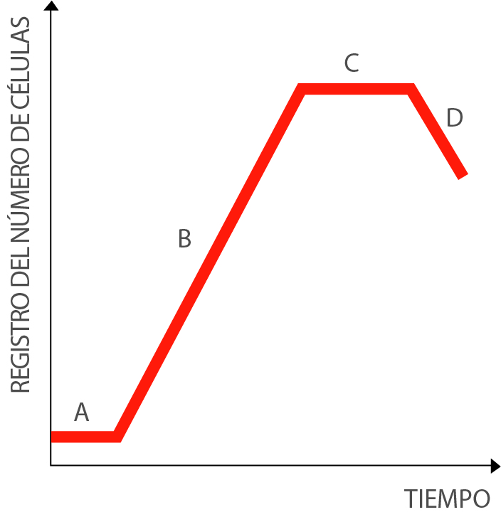 Un gráfico lineal con el eje X que representa el tiempo y el eje Y que representa el registro del número de células. Una línea roja comienza con una meseta horizontal corta cerca de cero etiquetada como A, seguida de una pendiente pronunciada positiva etiquetada como B, seguida de una meseta horizontal etiquetada como C, seguida de una pendiente pronunciada negativa etiquetada como D.