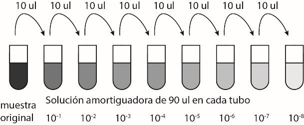 Ilustración de nueve tubos parcialmente rellenos, cada uno con 90 microlitros, con un color cada vez más claro de izquierda a derecha. El primer tubo de la izquierda está etiquetado como muestra original y el resto está etiquetado de 10-1 hasta 10-8. Entre cada tubo se dibuja una flecha etiquetada como 10 microlitros.