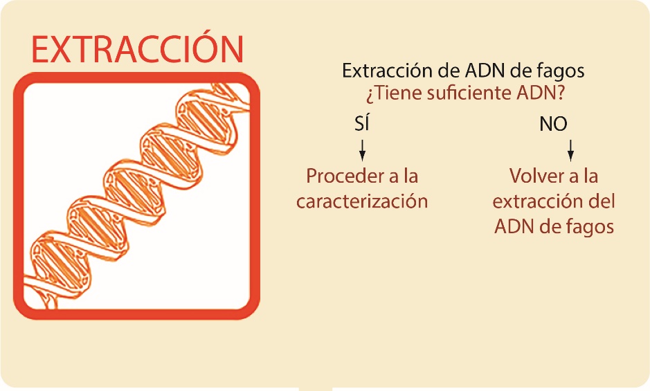 Diagrama de flujo para la extracción: extraer el A-D-N del fago lleva a la pregunta: ¿tiene suficiente A-D-N? Si la respuesta es no, vuelva a extraer el A-D-N del fago. Si la respuesta es sí, continúe con la caracterización.