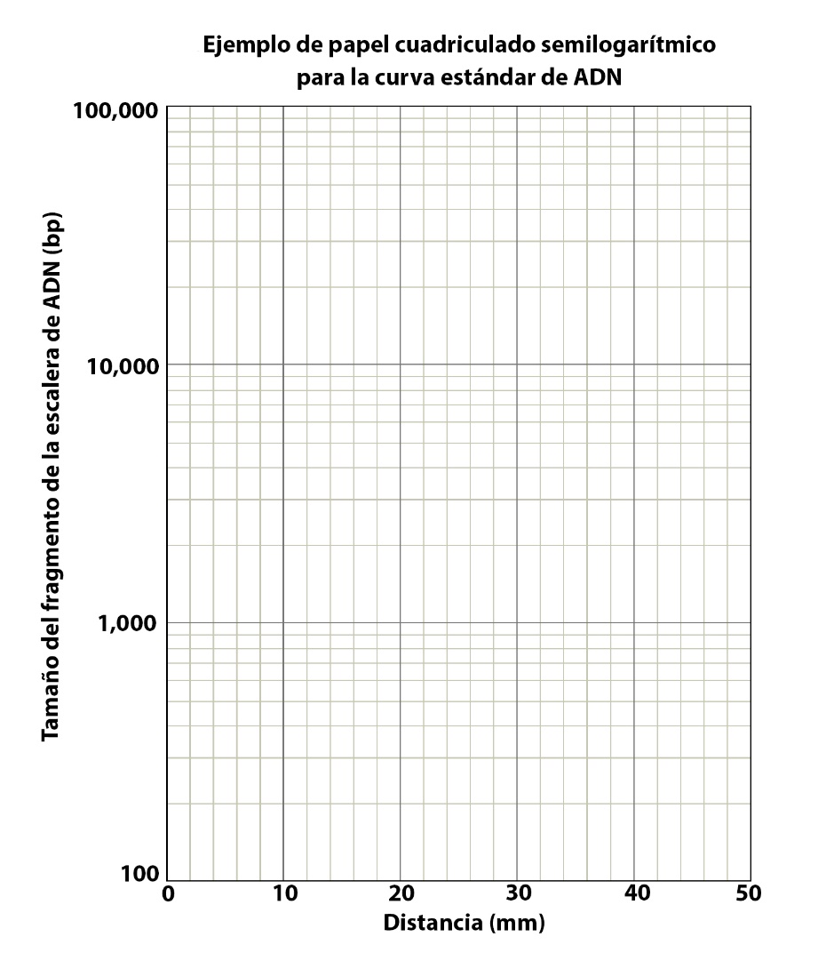 Ejemplo de papel cuadriculado semilogarítmico para la curva del estándar de A-D-N. La distancia está en el eje X medida en milímetros de 0 a 50, en incrementos de 10 milímetros. El tamaño del fragmento de la escalera de A-D-N en bp se encuentra en el eje Y con valores de 100 a 100,000.